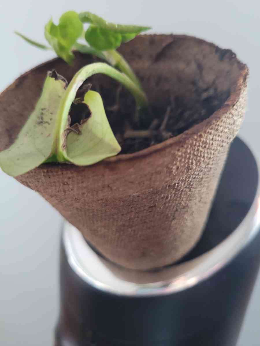 house  plant - Brooklyn, New York - FleaMarketBay