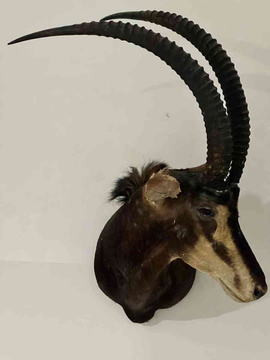 2 Elk heads taxidermy - Brooklyn, New York - FleaMarketBay