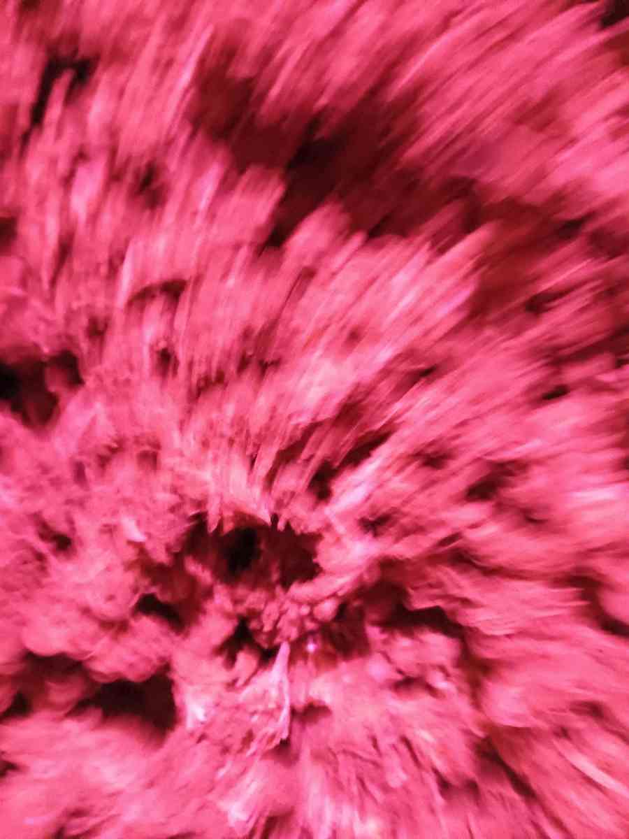 Over Half Pound of Marijuana Gorilla Glue - Saint Paul, Minnesota - FleaMarketBay