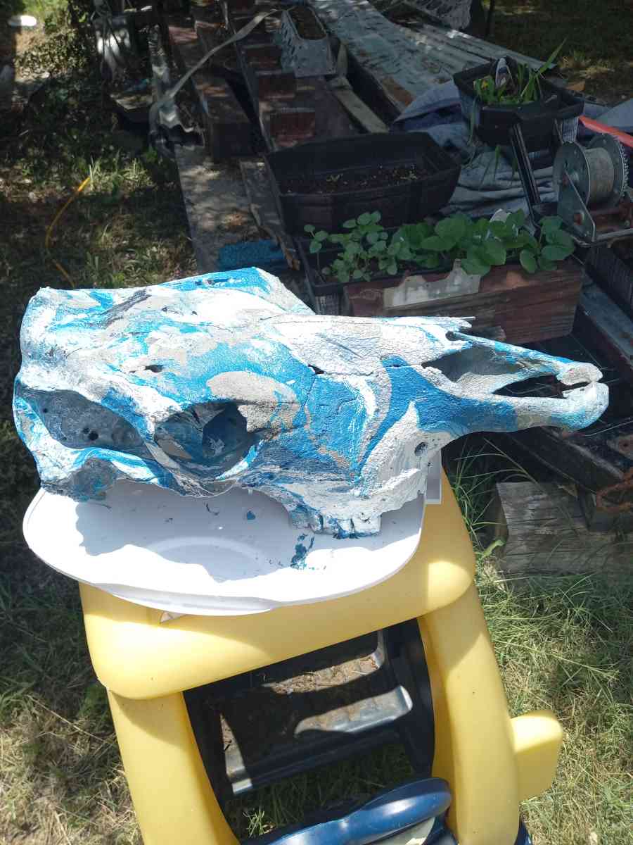 cow skull - Fort Worth, Texas - FleaMarketBay