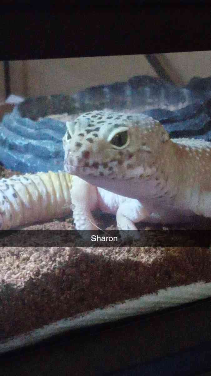 leopard geckos - Staten Island, New York - FleaMarketBay