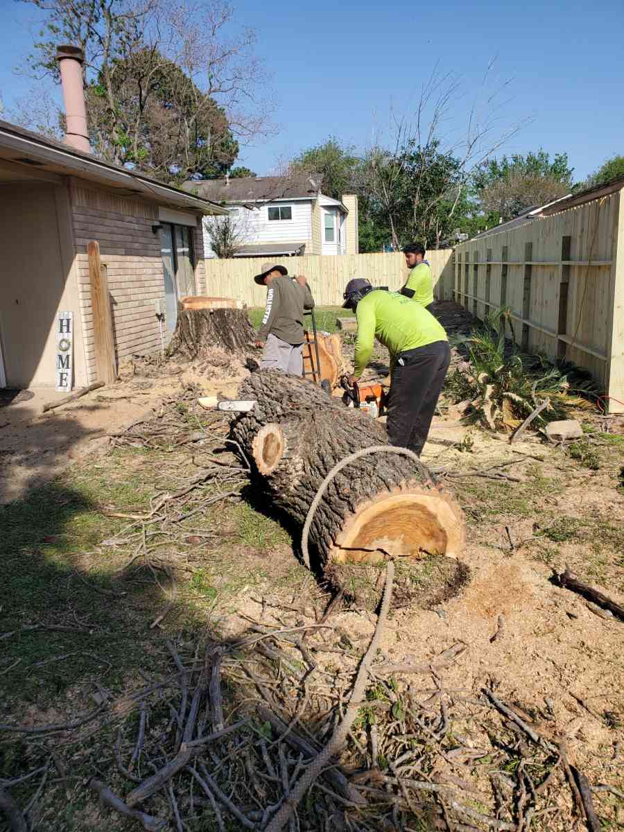 tree Cut  or trim - Abilene, Texas - FleaMarketBay
