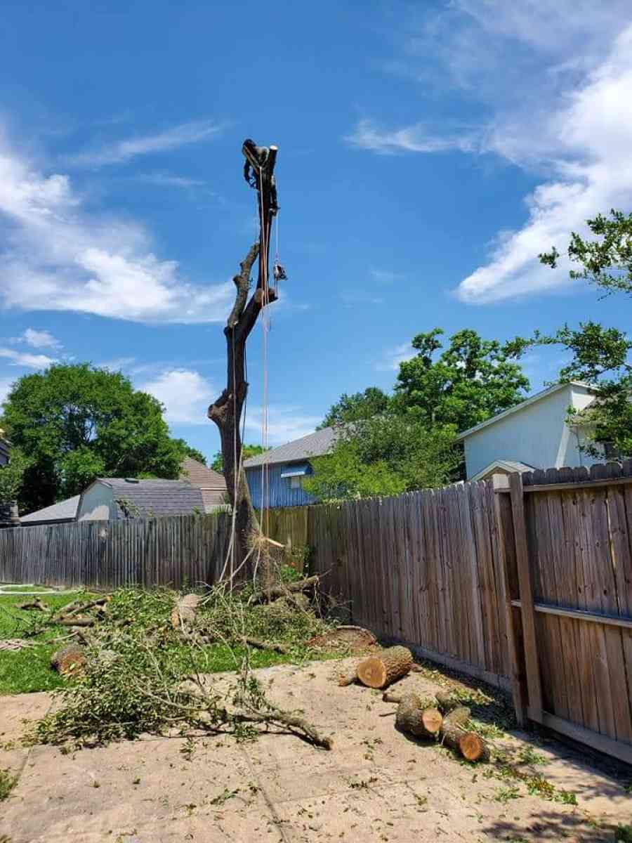 tree Cut  or trim - Abilene, Texas - FleaMarketBay