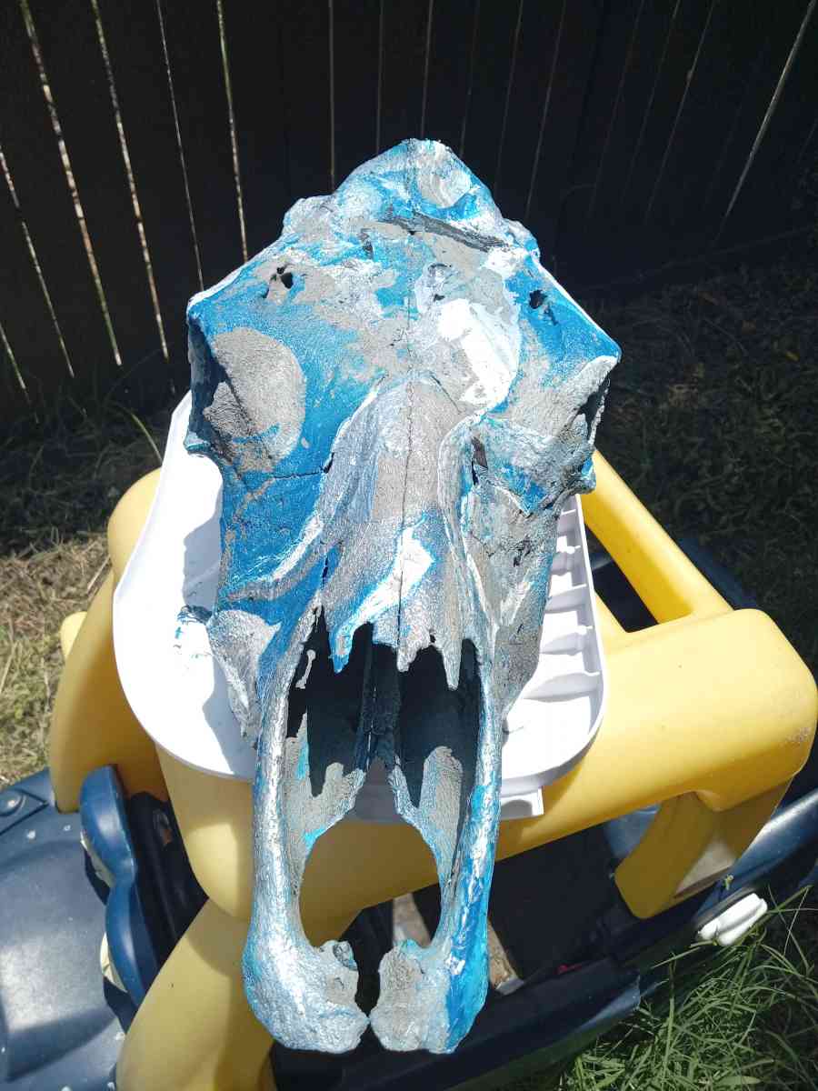 cow skull - Fort Worth, Texas - FleaMarketBay