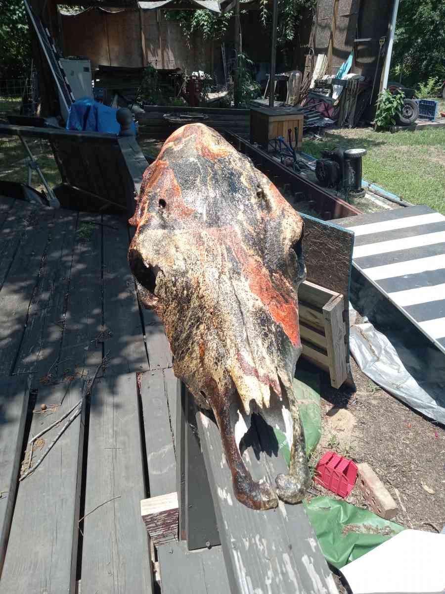hydro painted cow skull - Fort Worth, Texas - FleaMarketBay