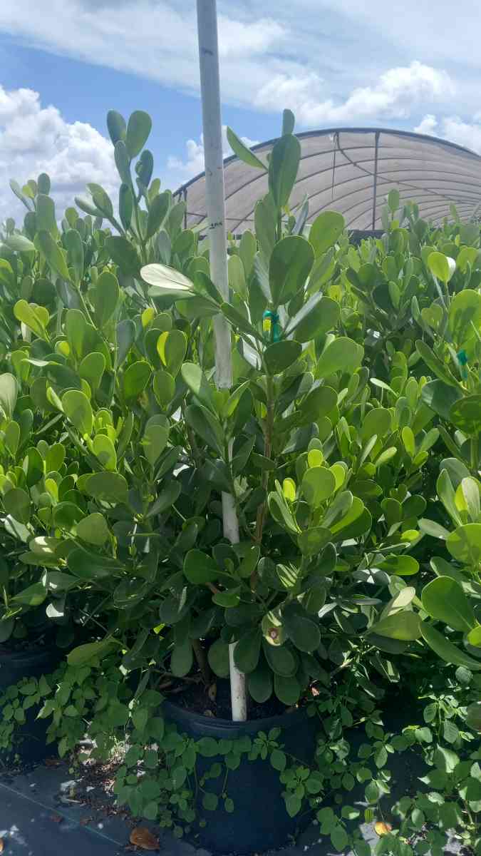 clusias - Floral City, Florida