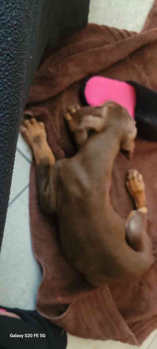 Doberman puppies - Olive Branch, Mississippi - FleaMarketBay