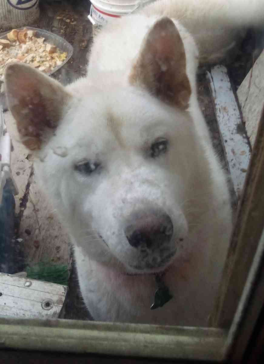 Akita dog - Conyers, Georgia - FleaMarketBay