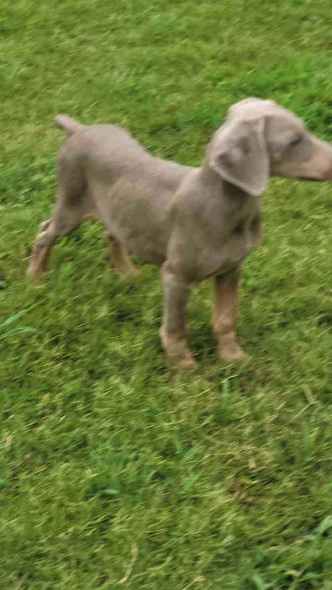 Doberman puppies - Olive Branch, Mississippi - FleaMarketBay