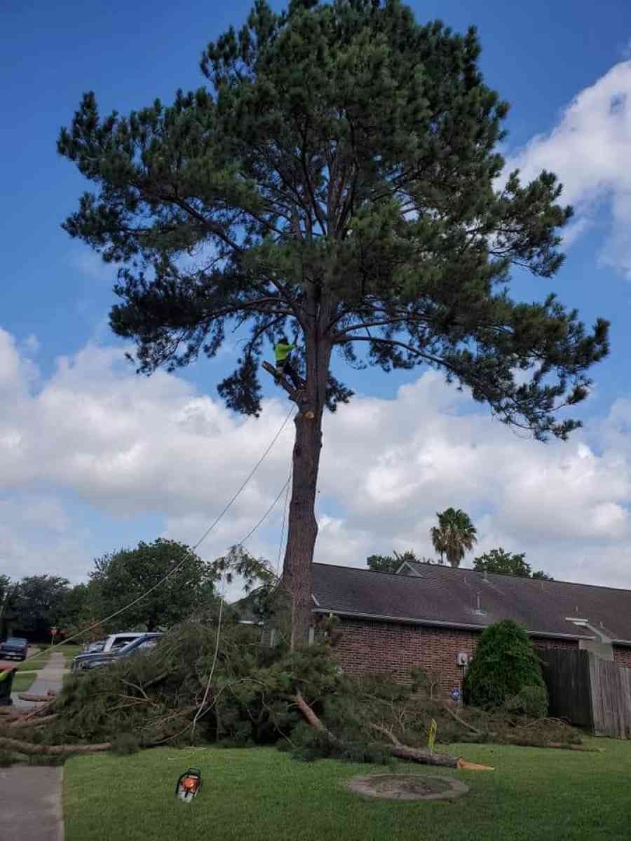 tree Cut  or trim - Abilene, Texas - FleaMarketBay