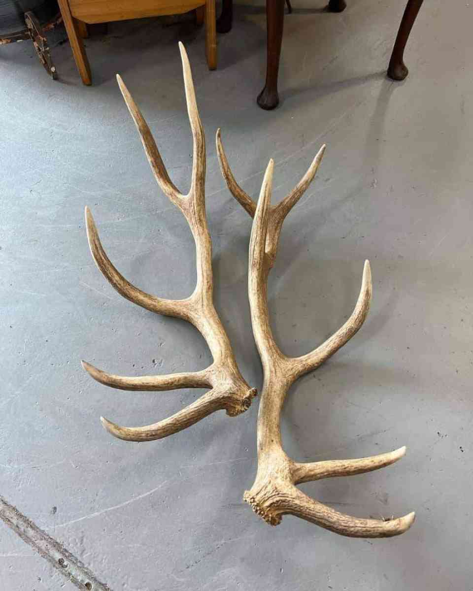 deer antler - Tampa, Florida