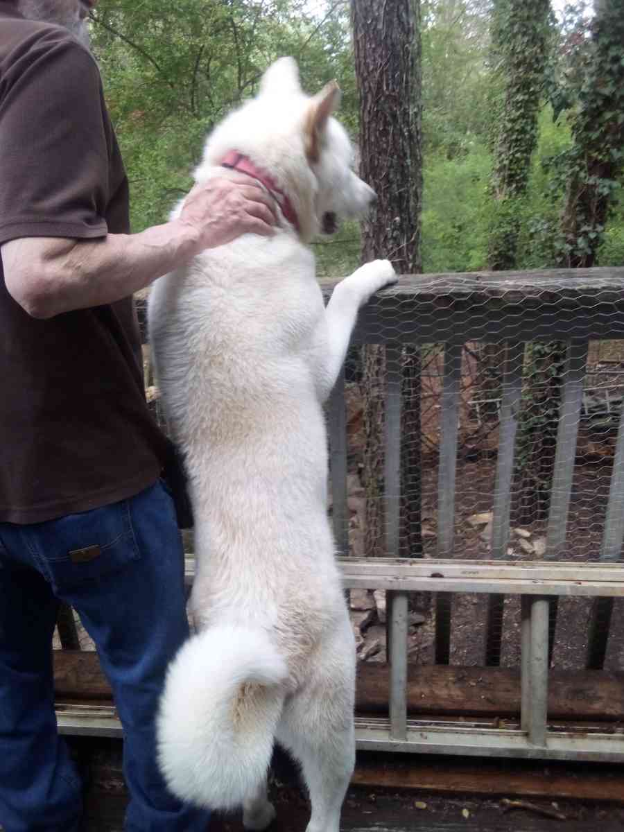 Akita dog - Conyers, Georgia - FleaMarketBay