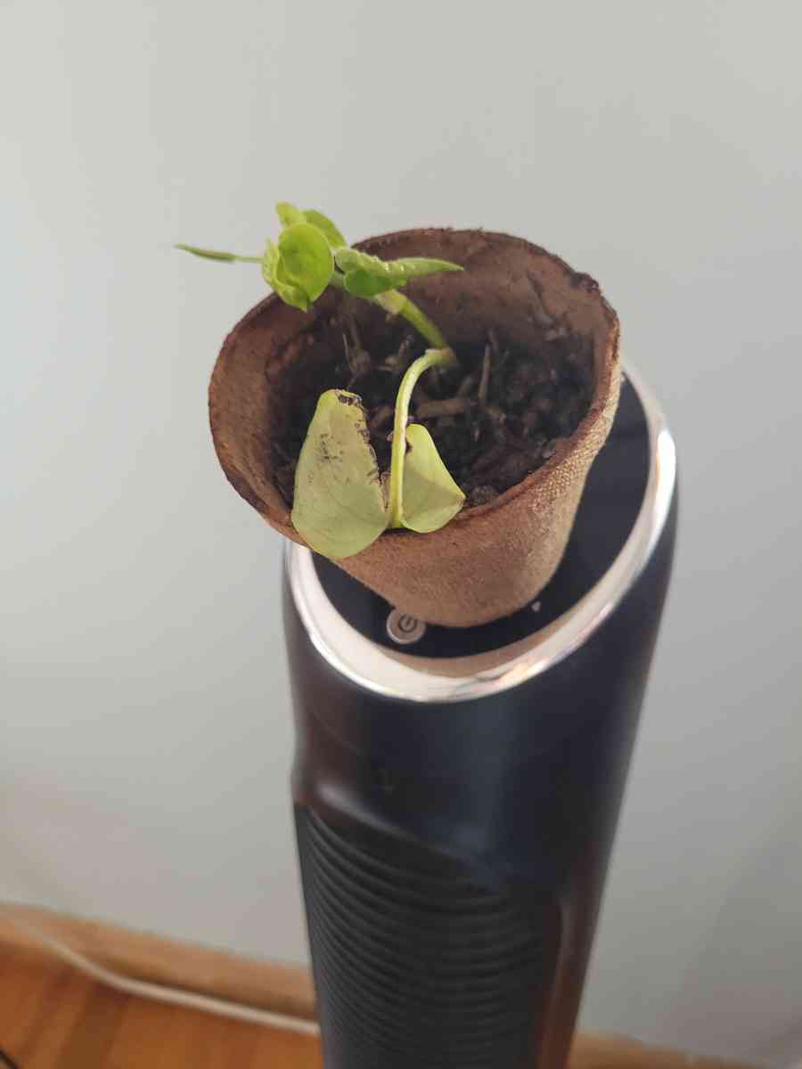 house  plant - Brooklyn, New York - FleaMarketBay