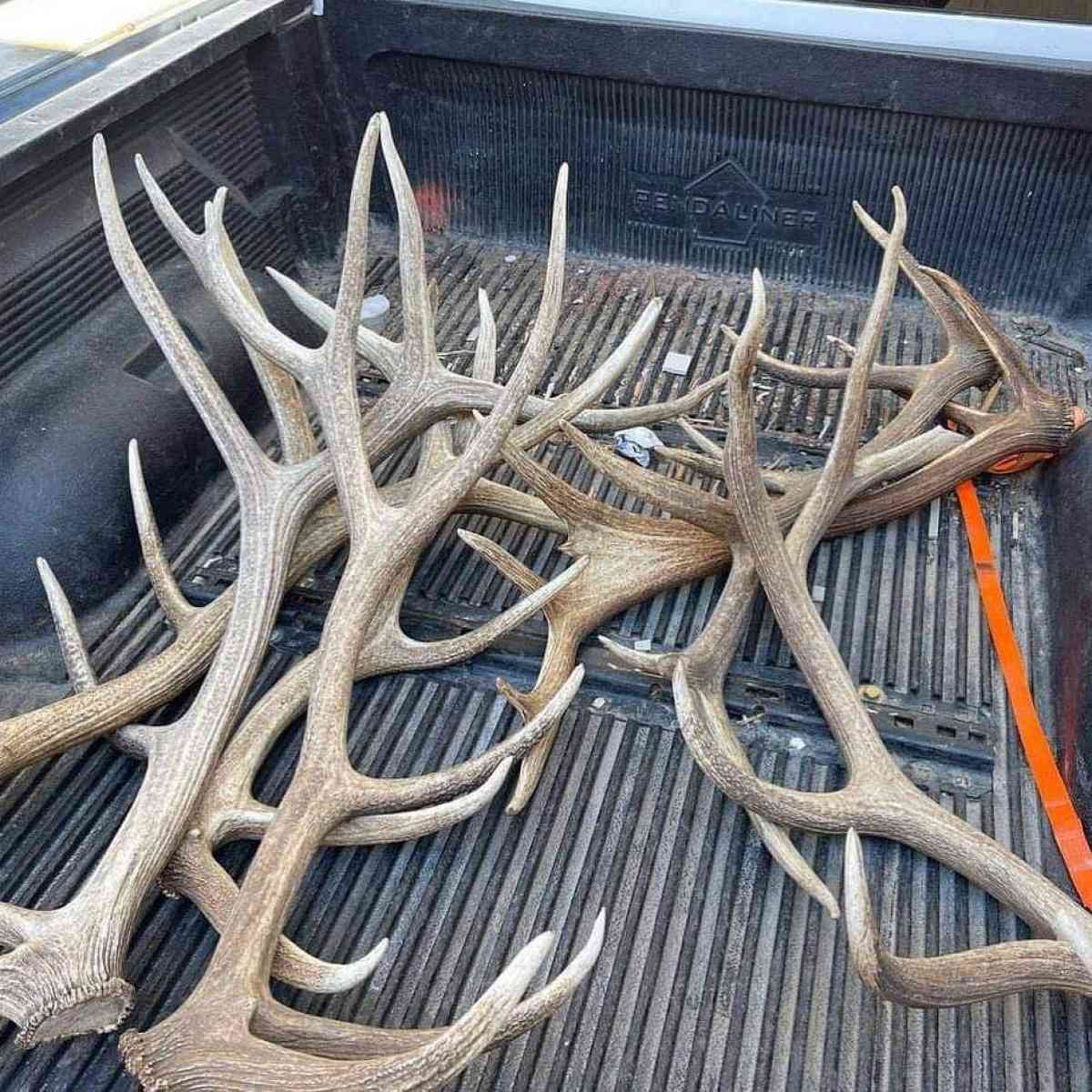 deer antler - Tampa, Florida - FleaMarketBay