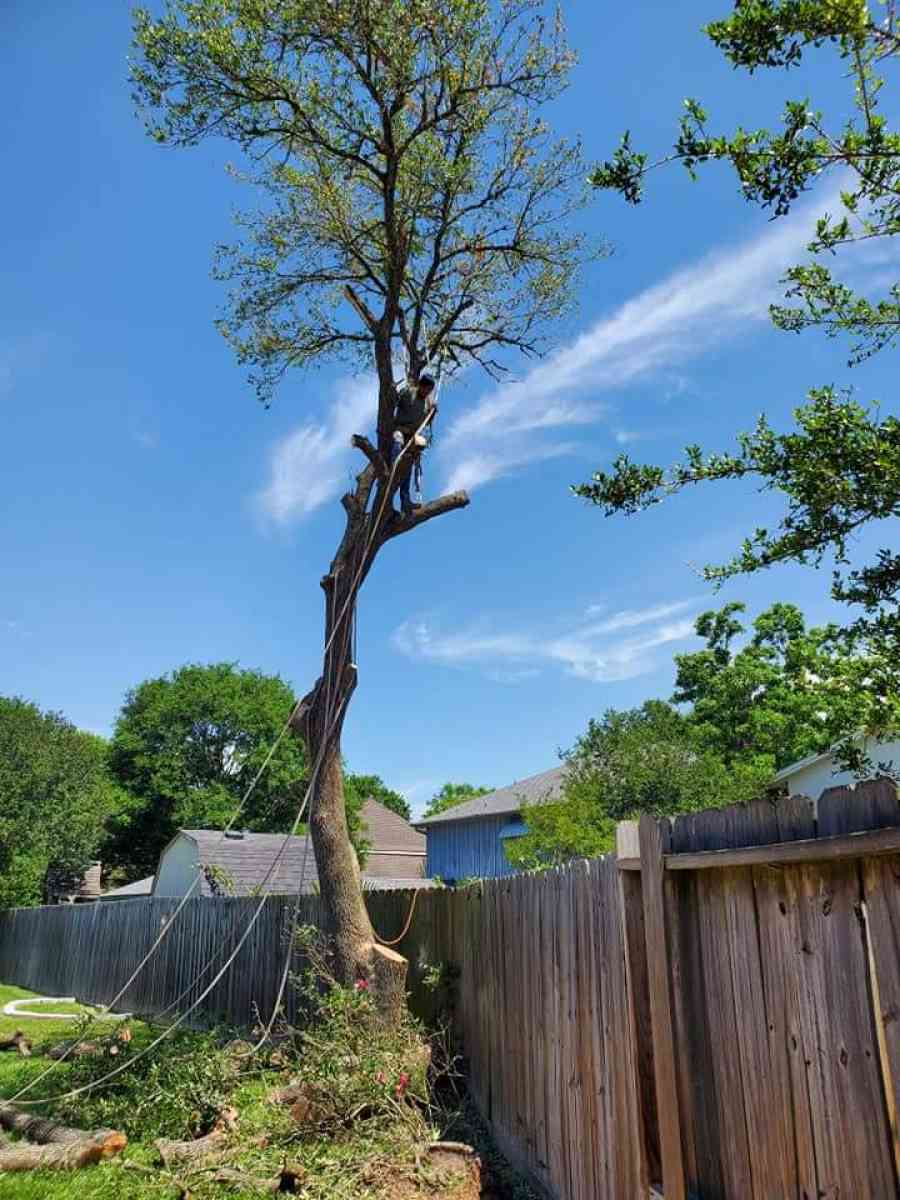 tree Cut  or trim - Abilene, Texas - FleaMarketBay