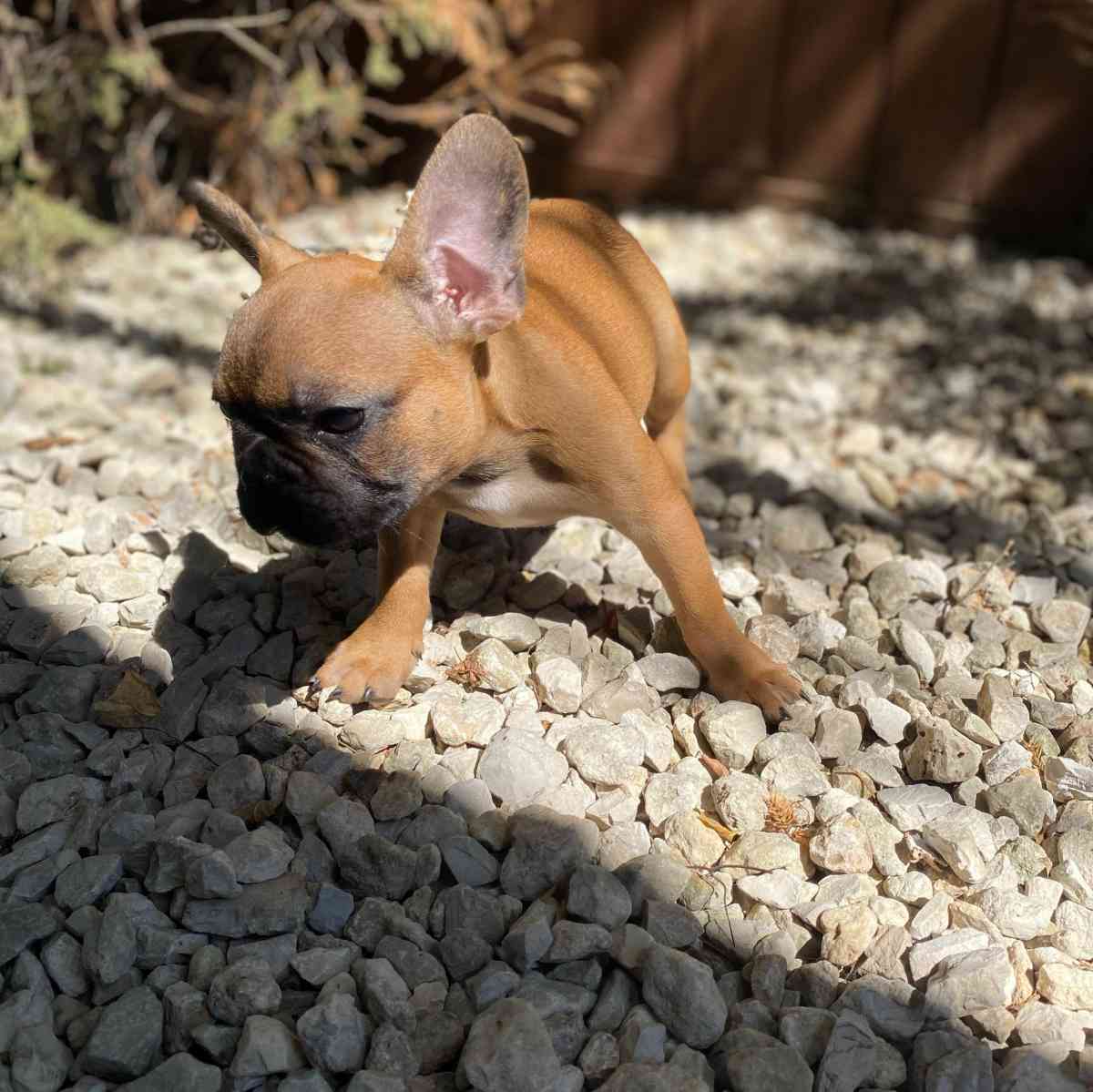 frenchie puppies - Houston, Texas - FleaMarketBay