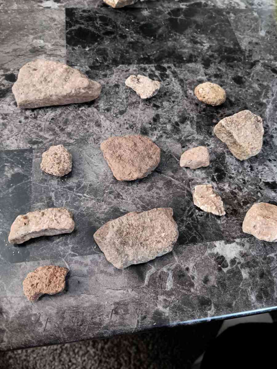 fossils - Olney, Illinois - FleaMarketBay