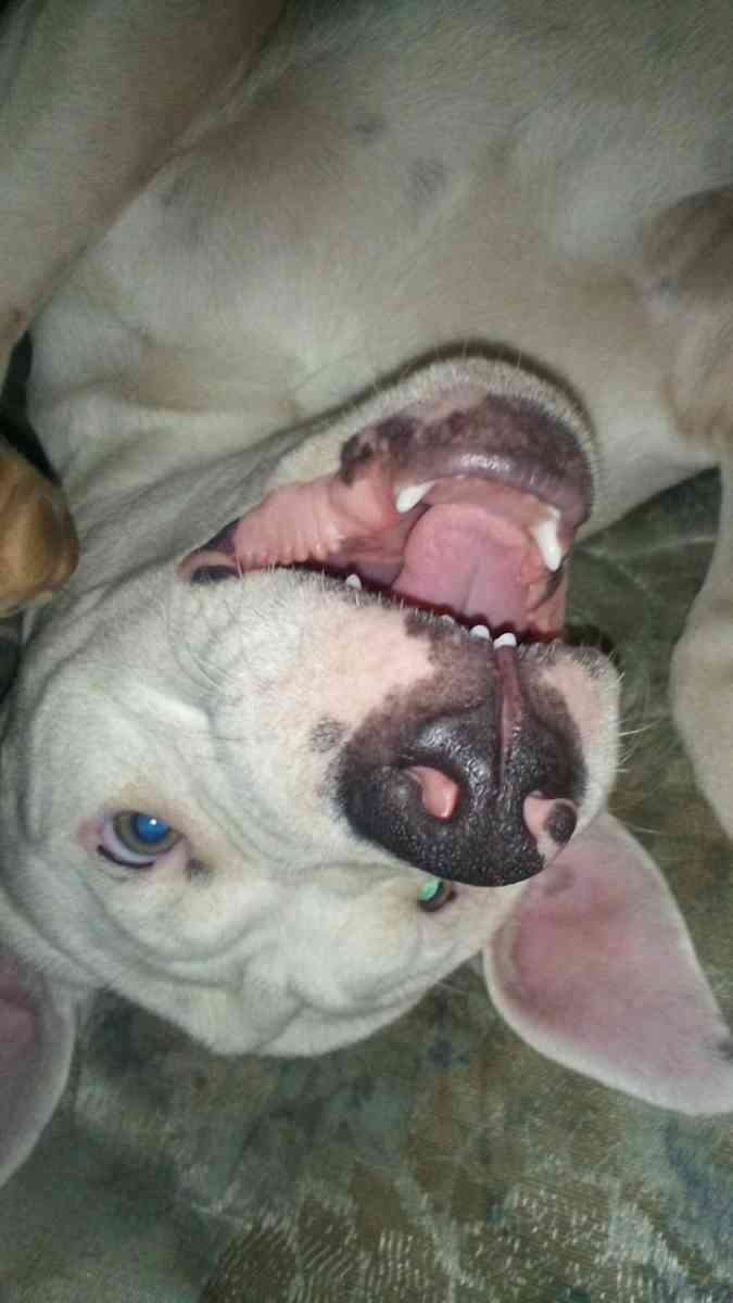 white pitbull puppy - Clyde, North Carolina - FleaMarketBay