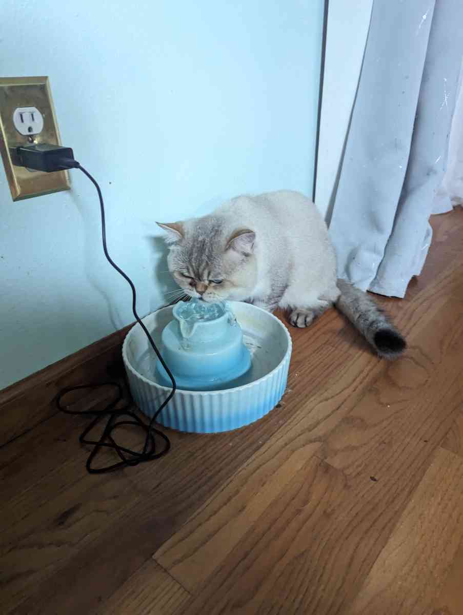 adult male chinchilla male full grown - Federal Way, Washington - FleaMarketBay