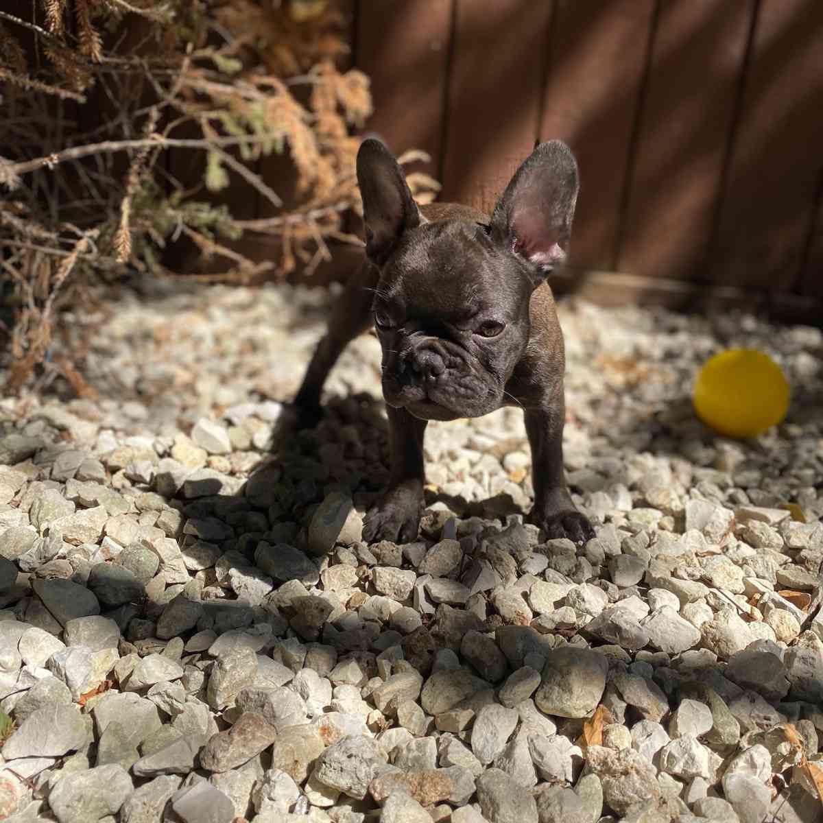 frenchie puppies - Houston, Texas - FleaMarketBay