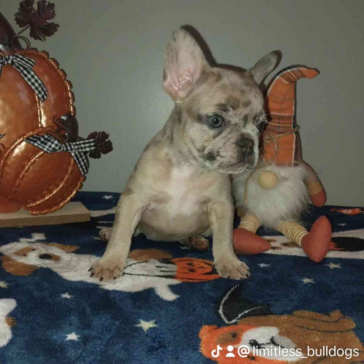 french bulldog - New Bedford, Massachusetts - FleaMarketBay