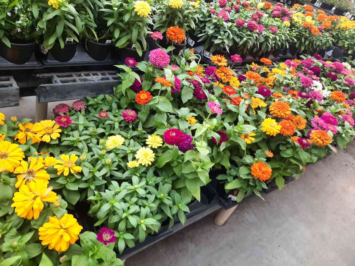 no sale  landscape Instalation - Abilene, Texas - FleaMarketBay