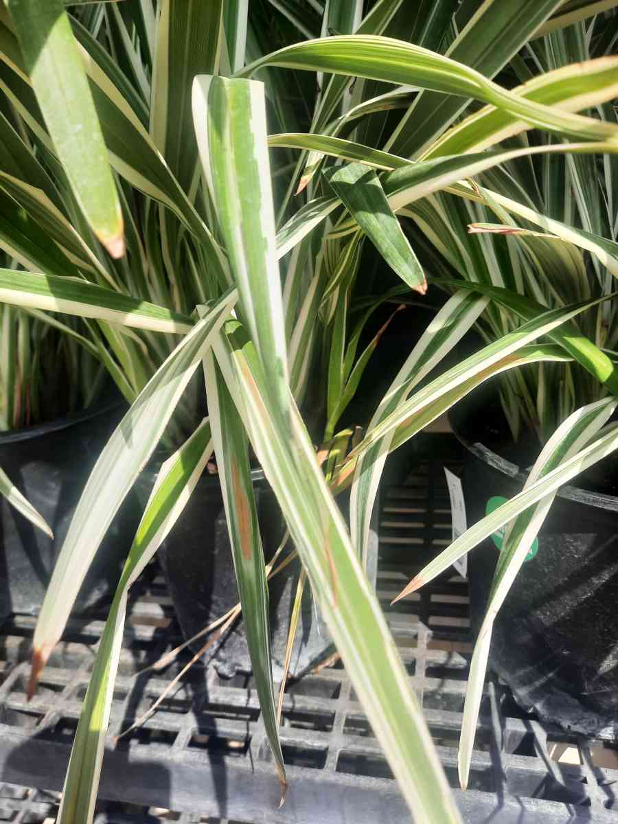 no sale  landscape Instalation - Abilene, Texas - FleaMarketBay