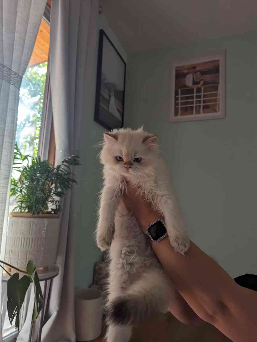 Chinchilla Kitten fluffy male - Federal Way, Washington - FleaMarketBay