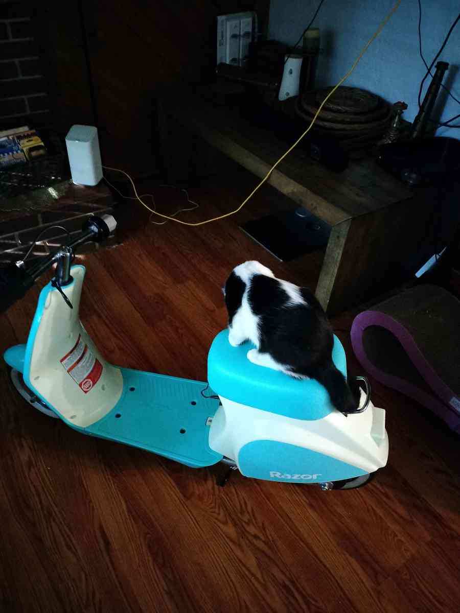 razor pocket pod petit - Jacksonville, Florida