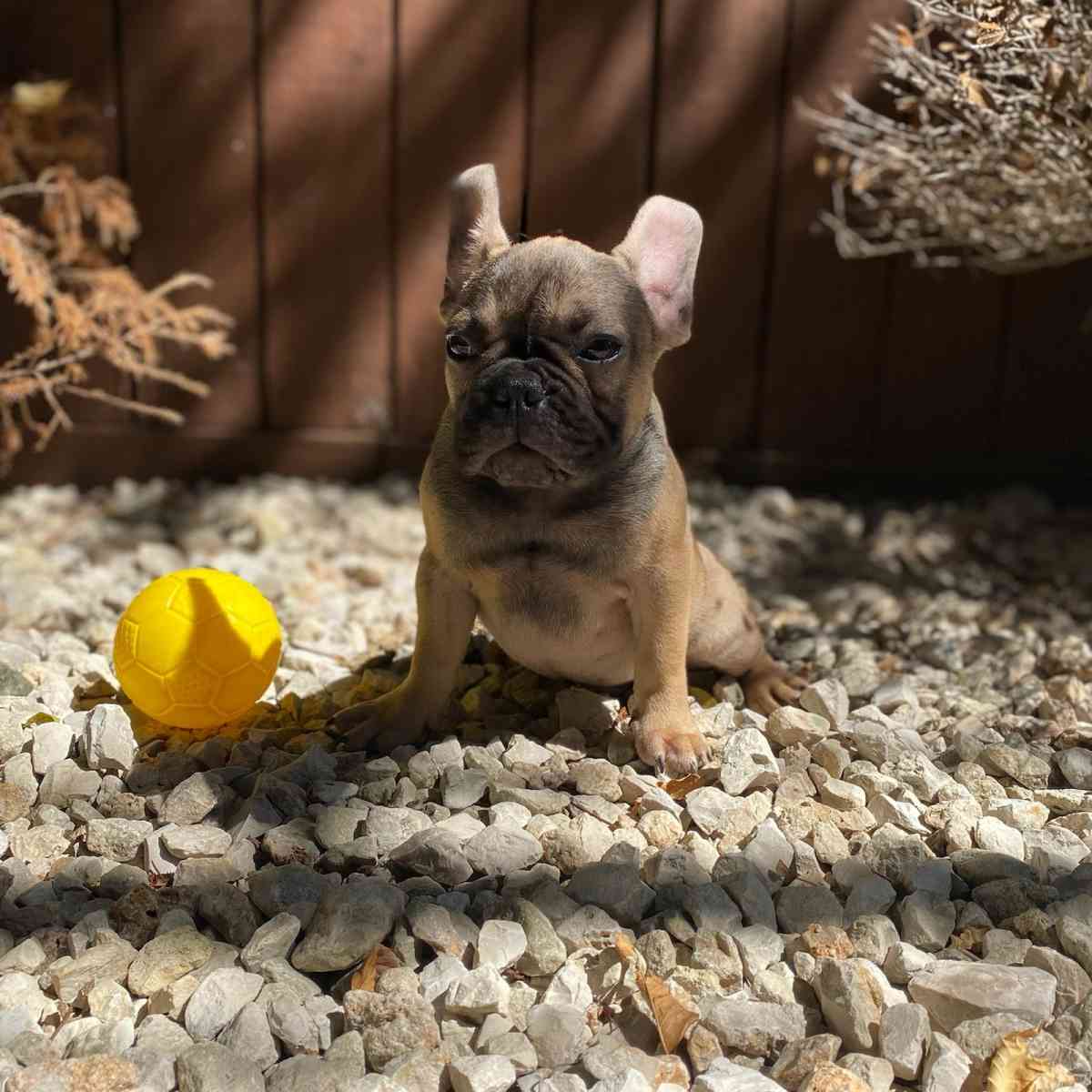 frenchie puppies - Houston, Texas - FleaMarketBay