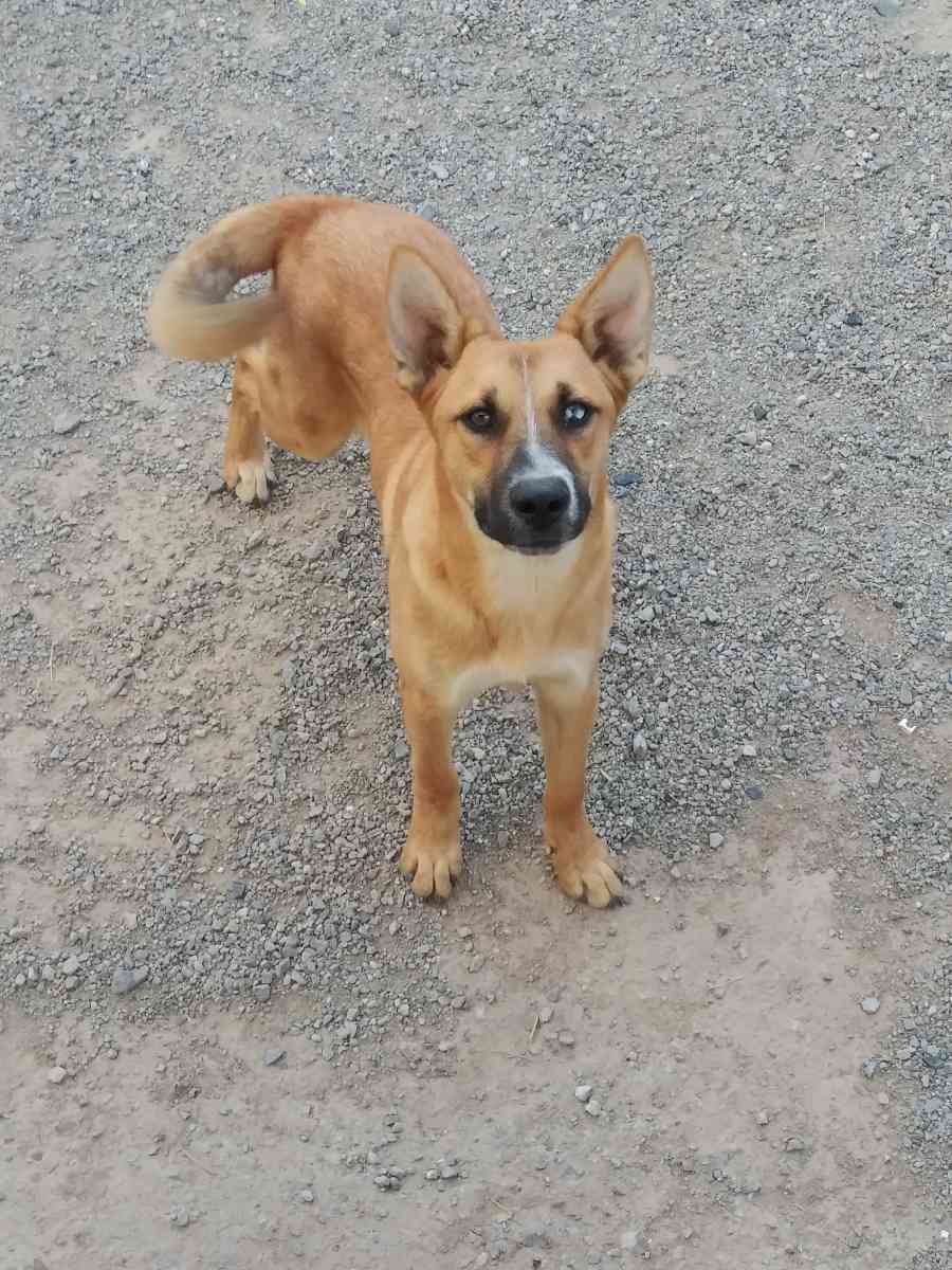 german shepherd - El Paso, Texas - FleaMarketBay