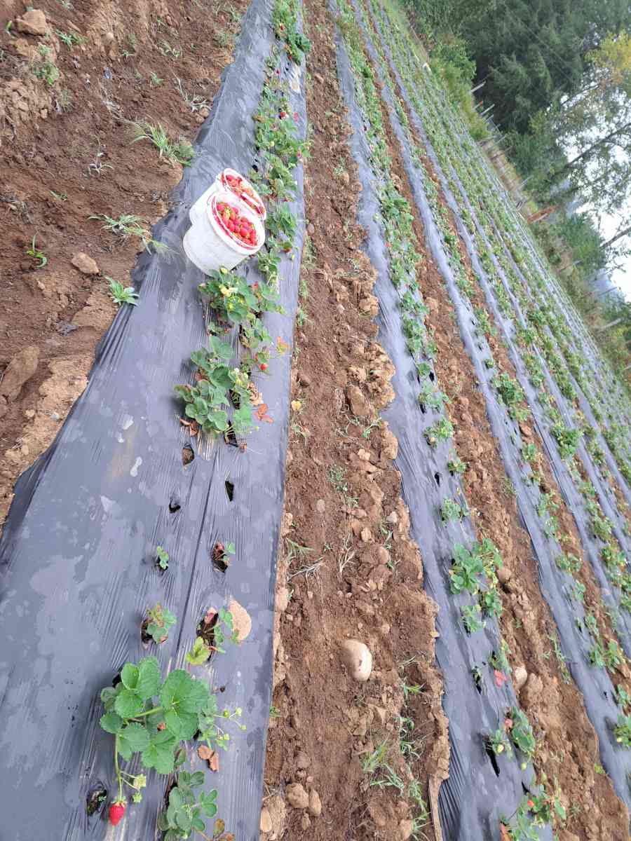 strawberries - Chehalis, Washington - FleaMarketBay