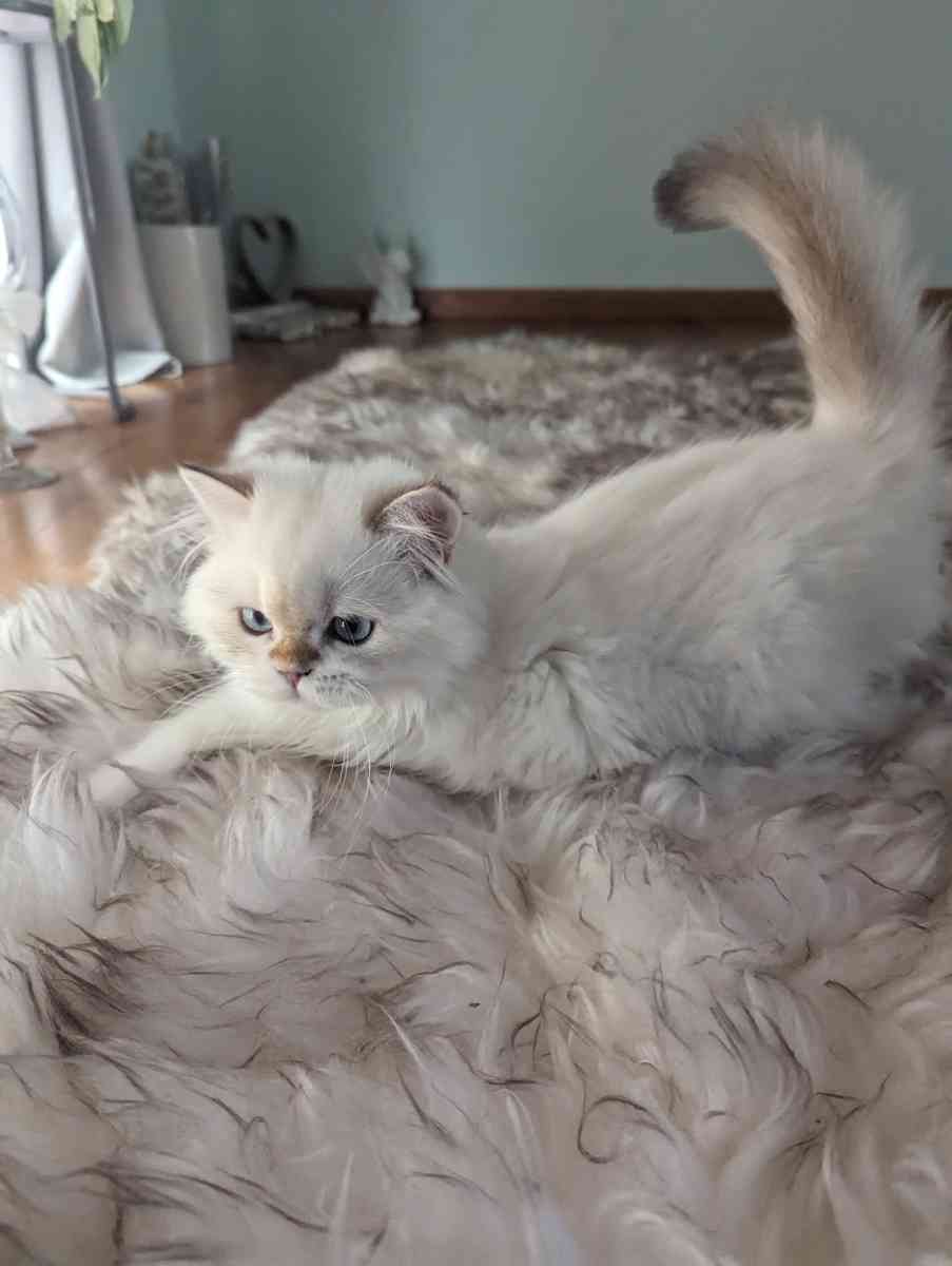 Chinchilla Kitten fluffy male - Federal Way, Washington