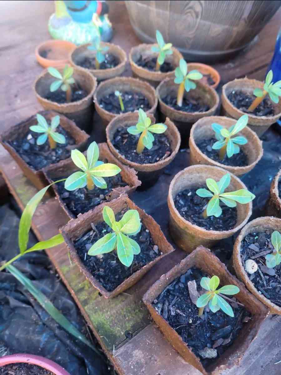 desert rose - Lakeland, Florida