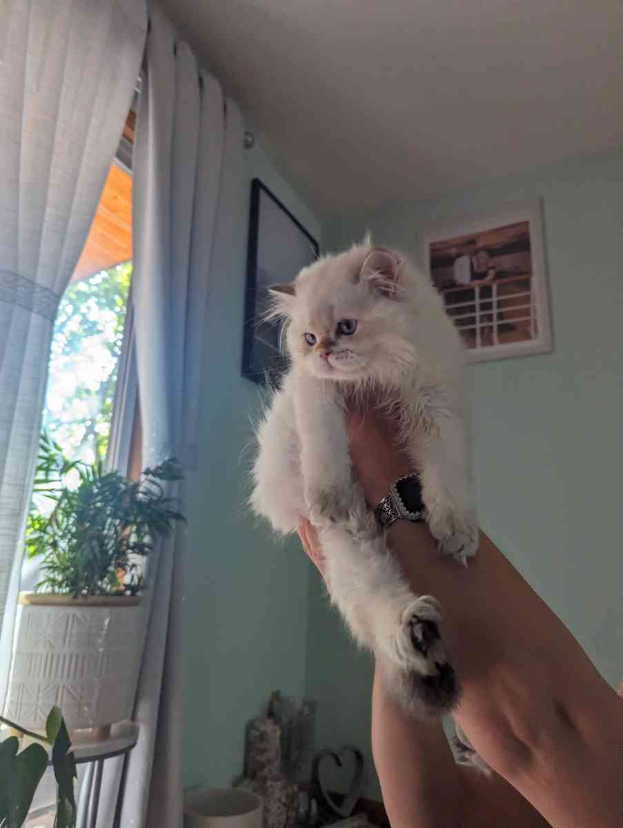 Chinchilla Kitten fluffy male - Federal Way, Washington - FleaMarketBay