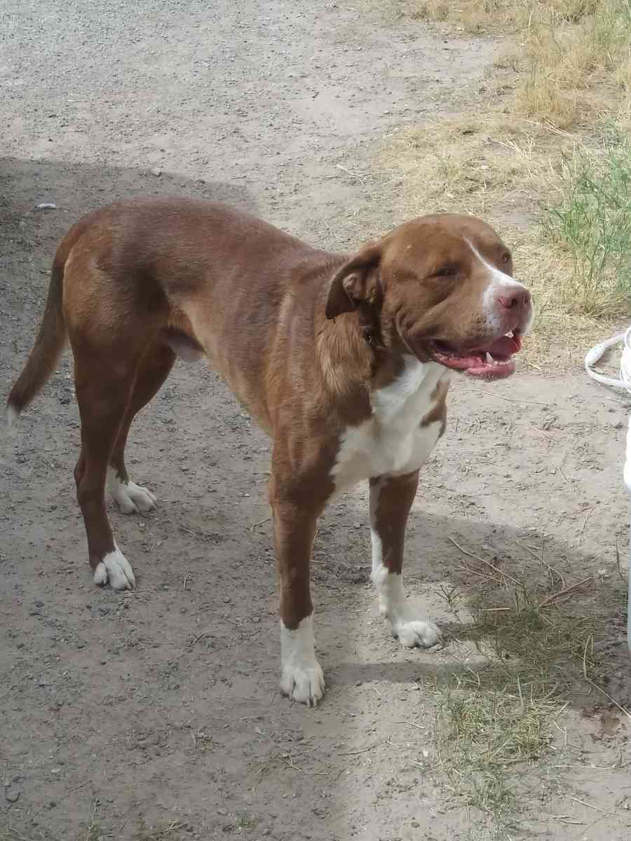 pitbull mix - El Paso, Texas