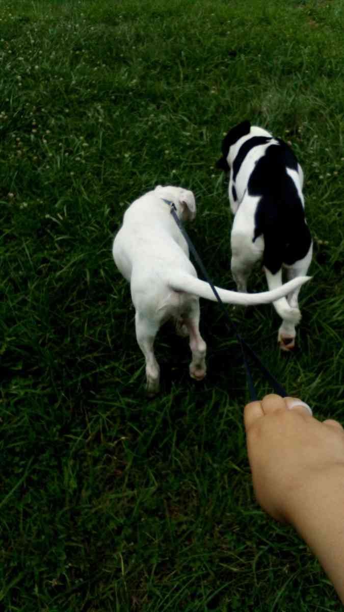 white pitbull puppy - Clyde, North Carolina