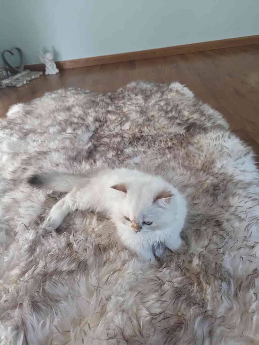 Chinchilla Kitten fluffy male - Federal Way, Washington - FleaMarketBay