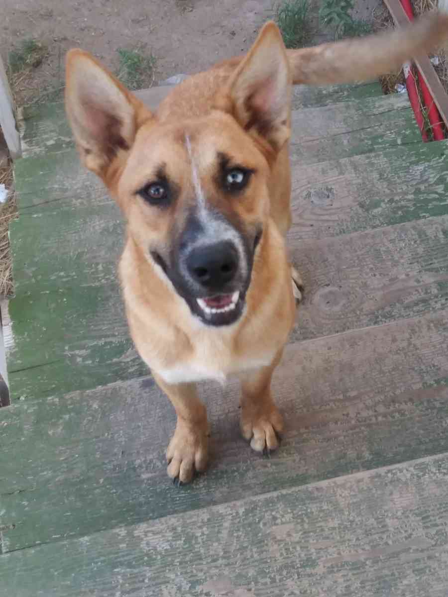 german shepherd - El Paso, Texas - FleaMarketBay