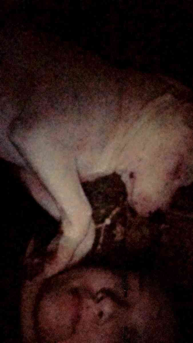 white pitbull puppy - Clyde, North Carolina - FleaMarketBay