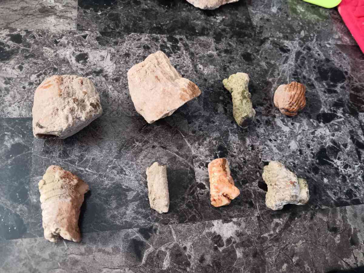 fossils - Olney, Illinois