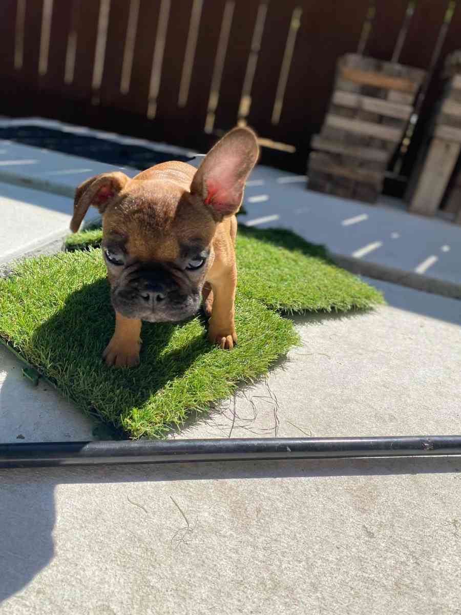 frenchie puppies - Houston, Texas