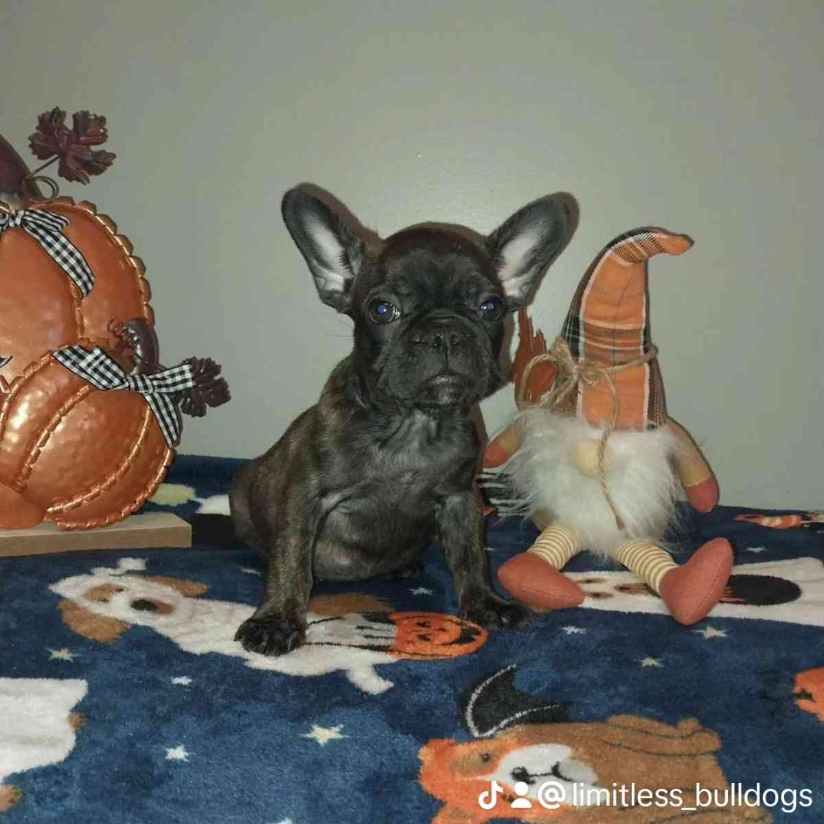french bulldog - New Bedford, Massachusetts