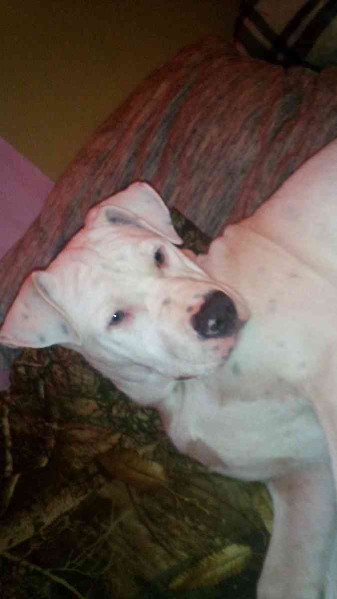 white pitbull puppy - Clyde, North Carolina - FleaMarketBay