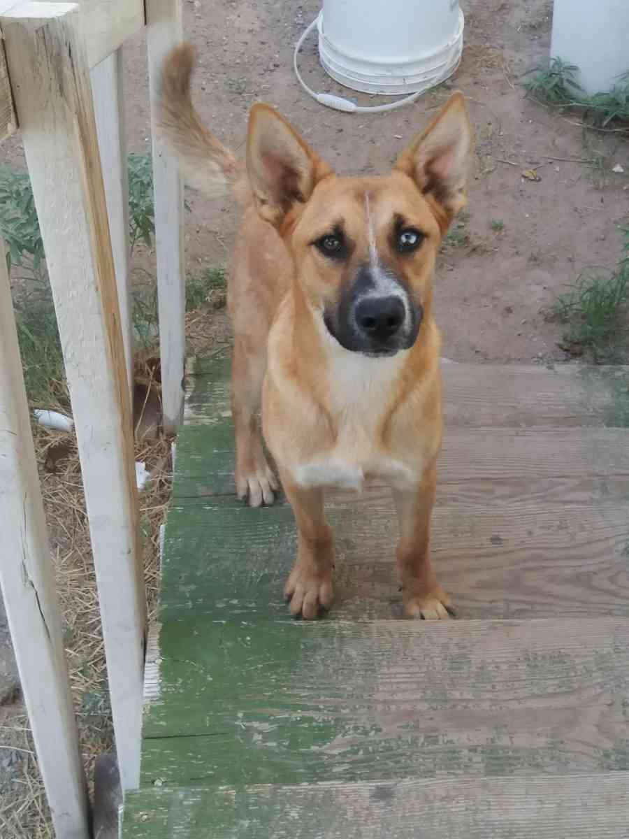 german shepherd - El Paso, Texas