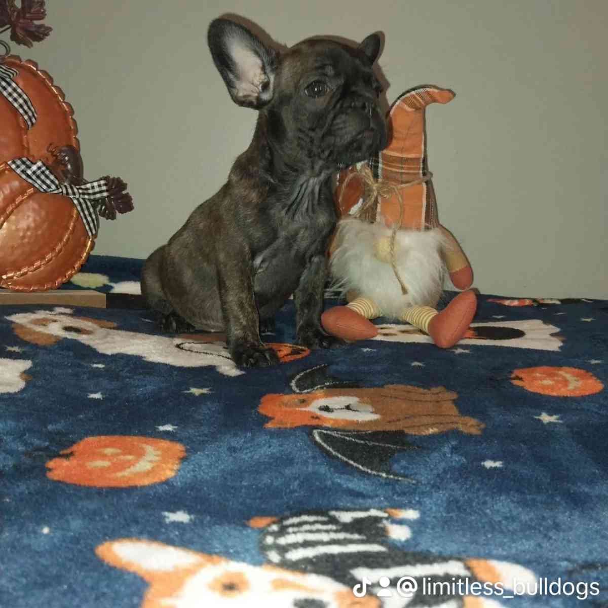 french bulldog - New Bedford, Massachusetts - FleaMarketBay