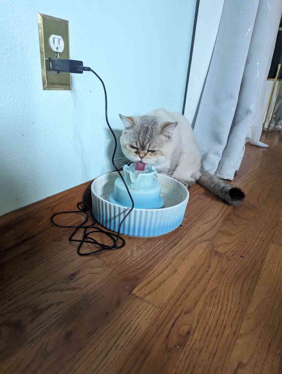 adult male chinchilla male full grown - Federal Way, Washington