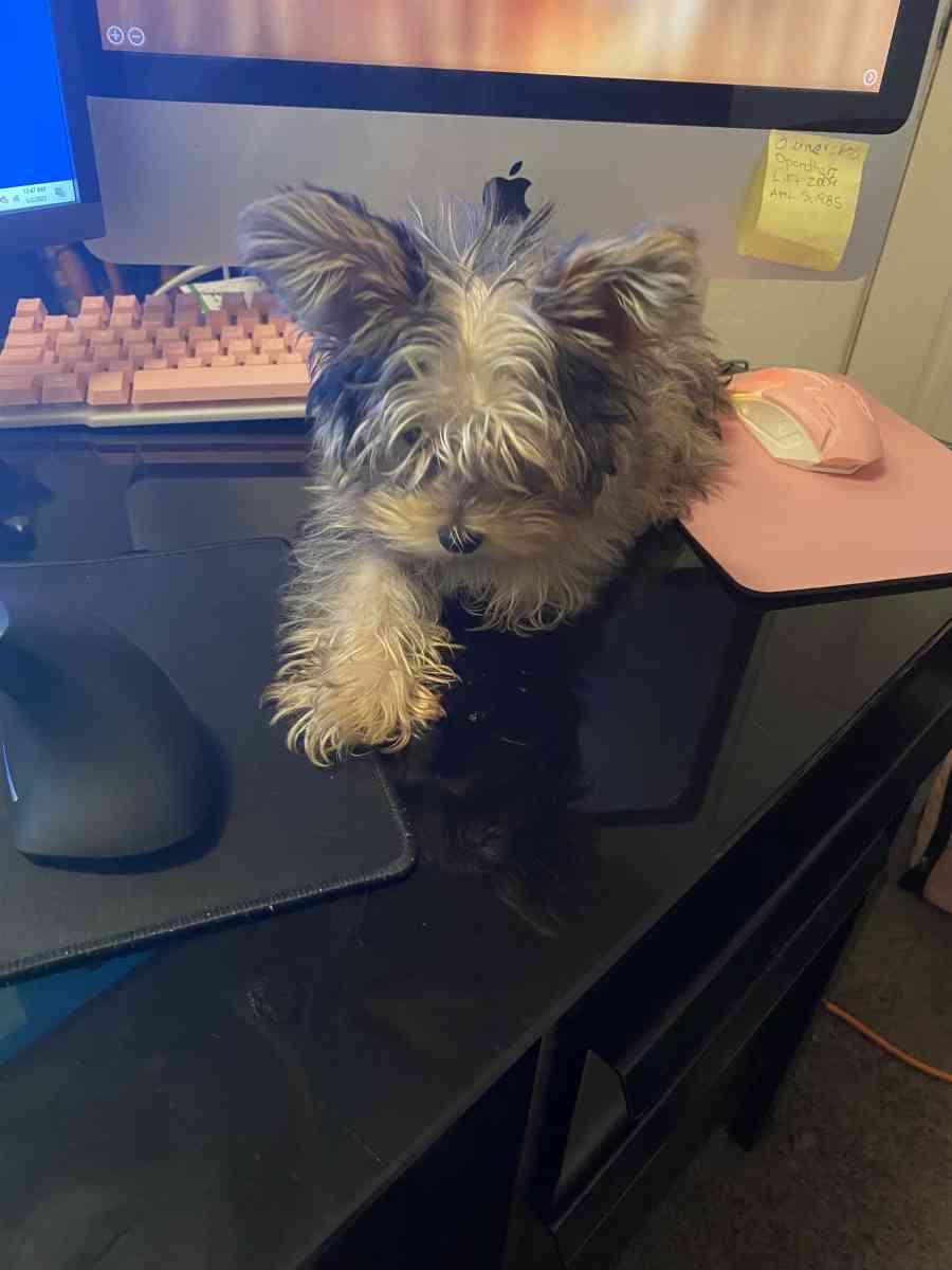 earrings and keychains - Daytona Beach, Florida - FleaMarketBay