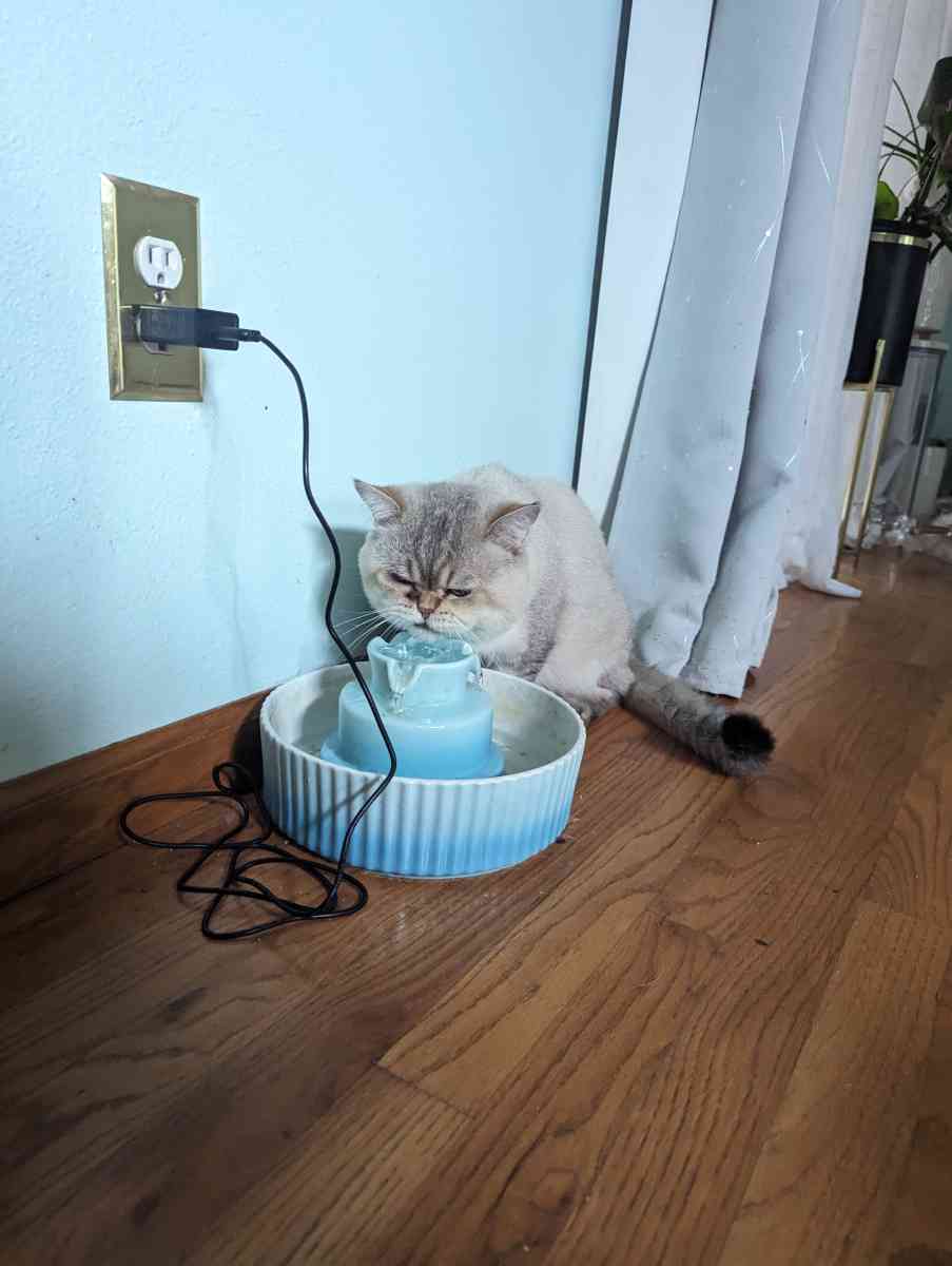 adult male chinchilla male full grown - Federal Way, Washington - FleaMarketBay