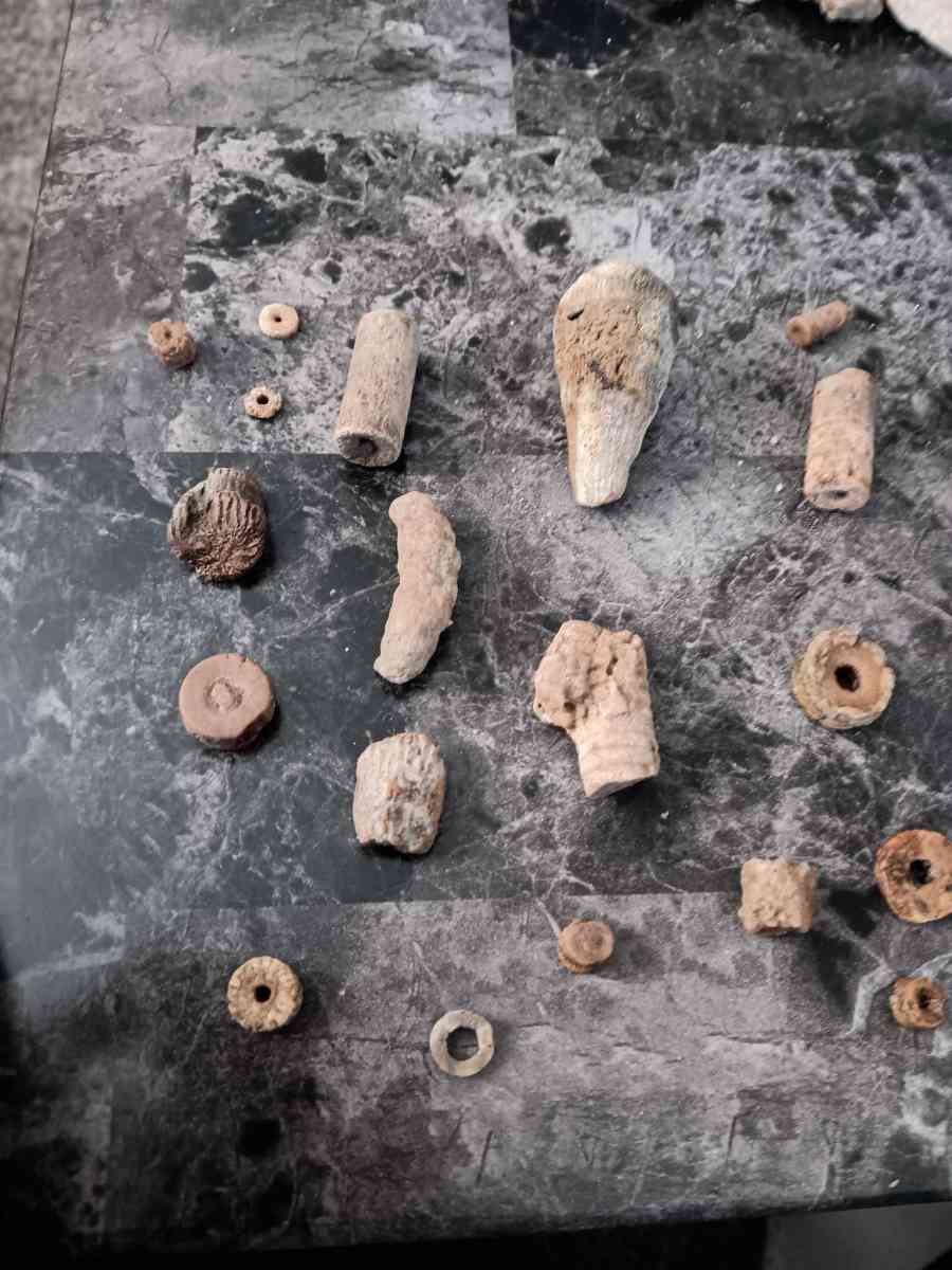 fossils - Olney, Illinois - FleaMarketBay